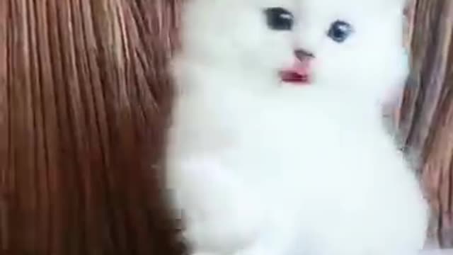 Funny Cute Kittens Playing Compilation