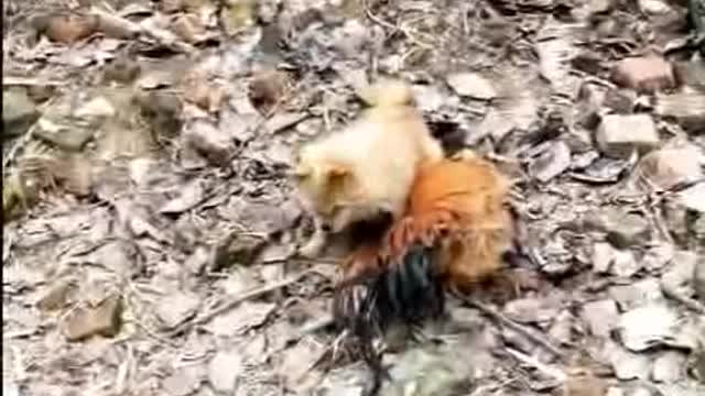 Dog VS Chicken Fight - Funny Dog Fight Videos - Who will win