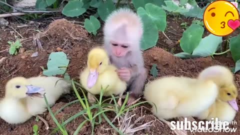 Love in monkey and duck