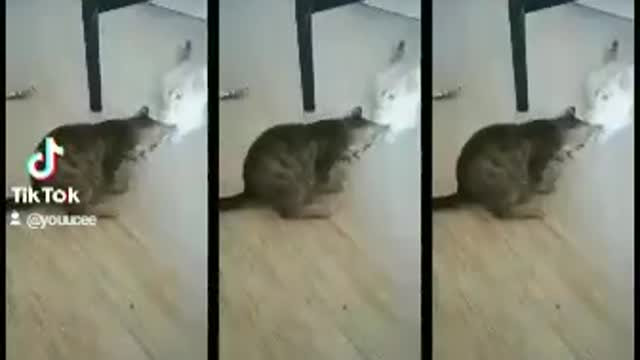 Chats trop drôle et trop mignon