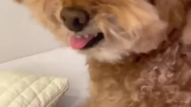 🤣 Funniest 🐶 Dogs - Awesome Funny Pet Animals Videos 😇 #short