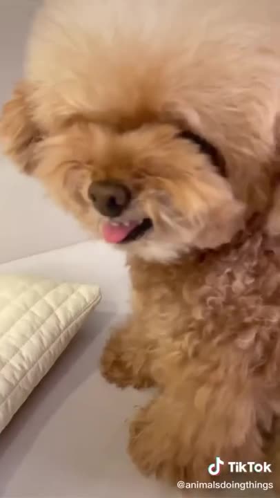 🤣 Funniest 🐶 Dogs - Awesome Funny Pet Animals Videos 😇 #short