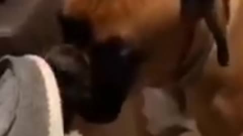 Viral cats and dogs video 🐱🐶😂