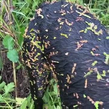 A good gun dog comes back with the hunt