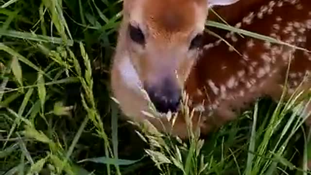 Baby Deer funny video