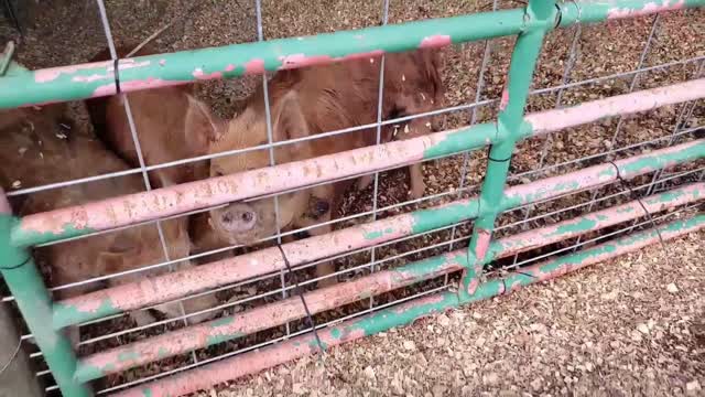 Winter Farm Chores