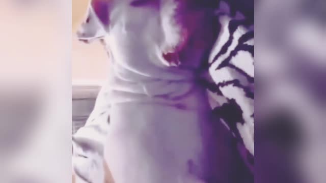 A dog dreams of a postman, funny animals