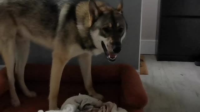 Dog's tantrum