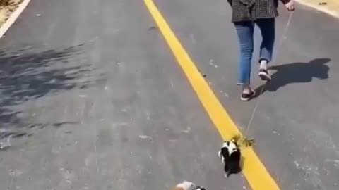 Dog funny