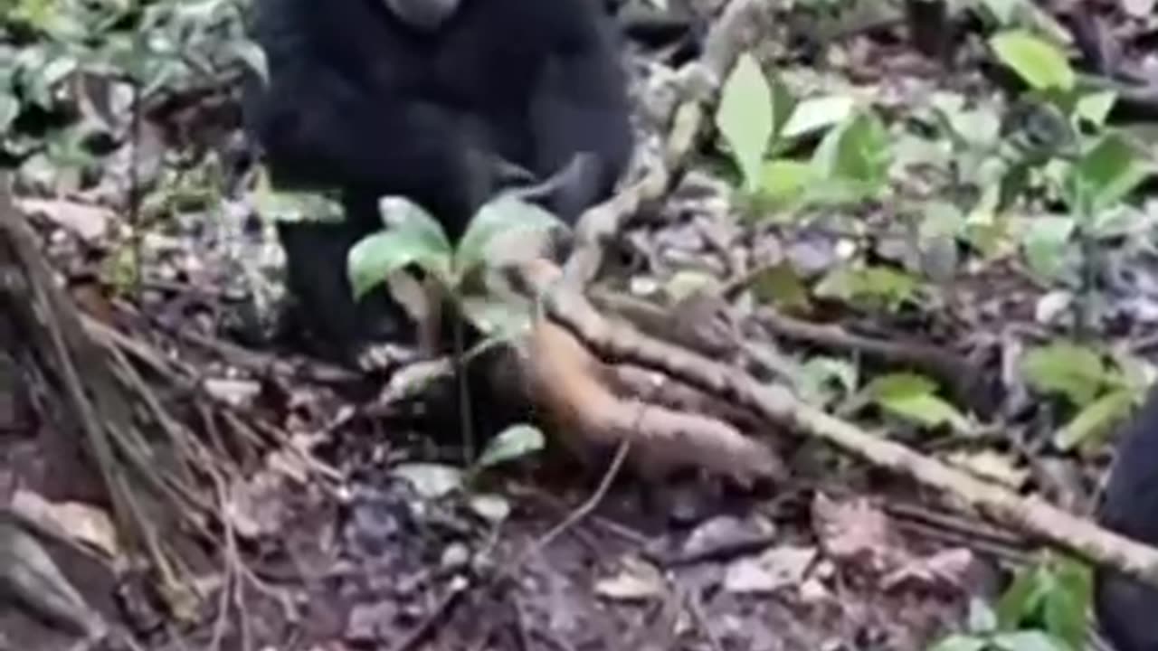 Monkey got attacked by a Gorrila