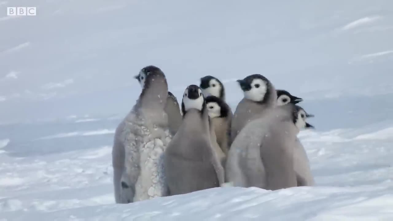 Penguin chicks rescued by unlikely hero | Spy In The Snow |