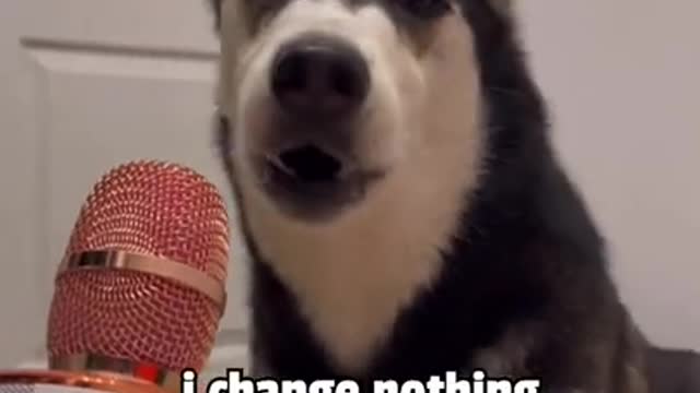 Assertive husky is confident in her perfect looks