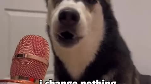 Assertive husky is confident in her perfect looks