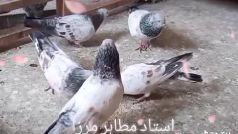 Orignal indian laal bajrai pigeon of ustad mutahir mirza
