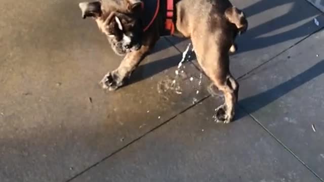 The puppy is enjoying the water