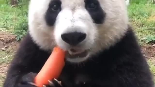 Hungry panda hears mysterious sound, but can't resist to carrot