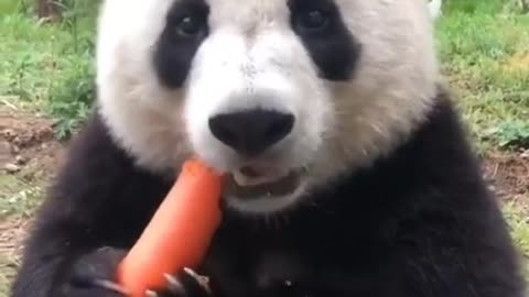 Hungry panda hears mysterious sound, but can't resist to carrot