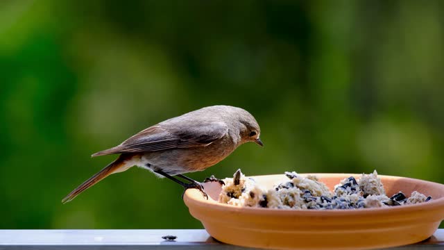 cute Birds