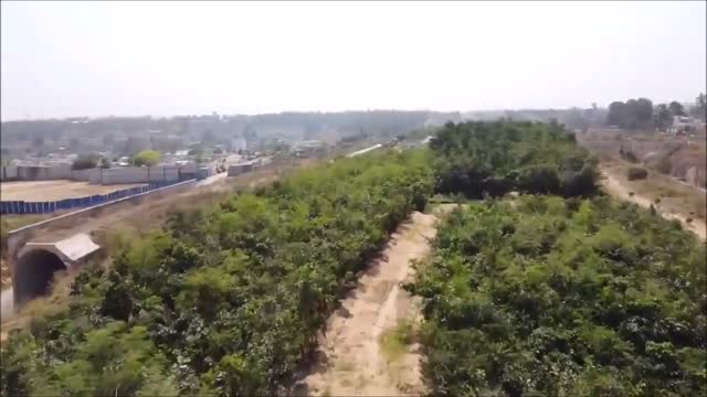 BREAKING : 50K NEW TREES PLANTED IN EFFORT TO HELP PUT BACK ! TNTV