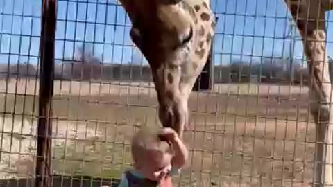 Curious iraffe Gives Kiddo Kisses || ViralHog