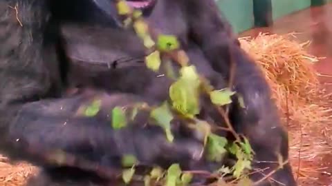 Enjoying a little snack! #gorilla #eating #asmr #satisfying