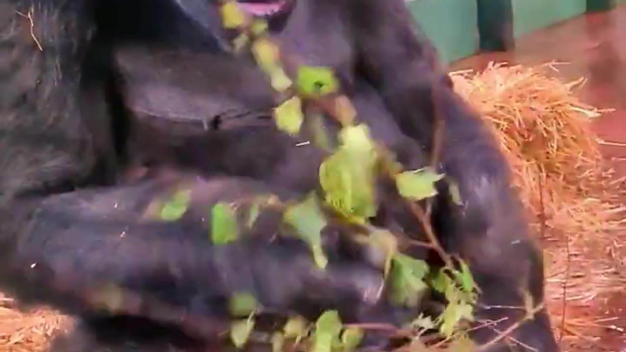 Enjoying a little snack! #gorilla #eating #asmr #satisfying