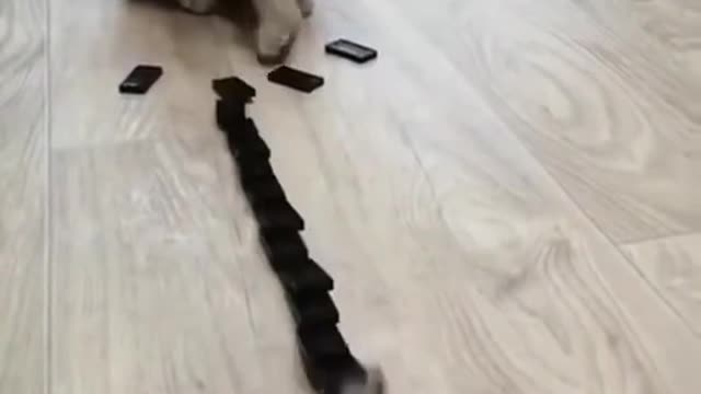 Domino Cat! Cute Cats!! Funny Cats