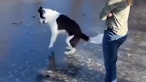 Dog fail to brake ice