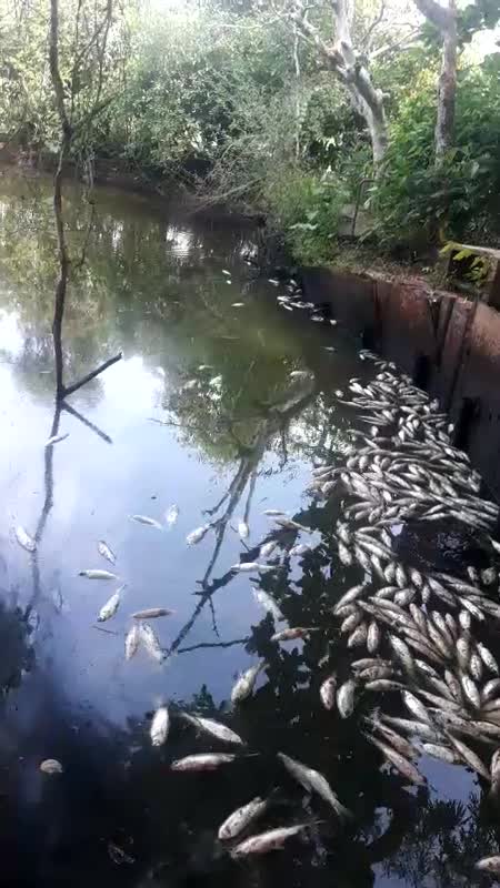 Mortandad de peces por derrame de crudo