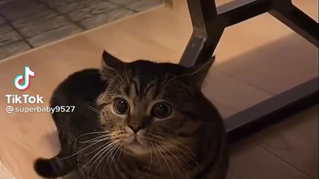 Amazing cat