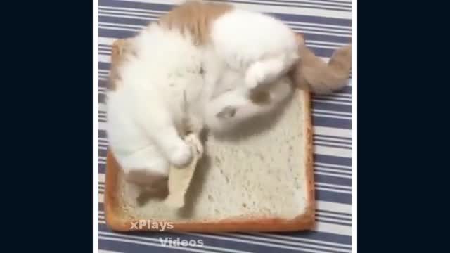 Funny Cats Compilation!