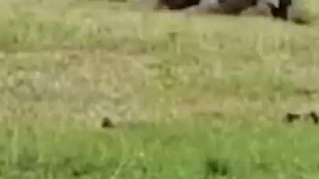 A croc just wants its share of the tiger