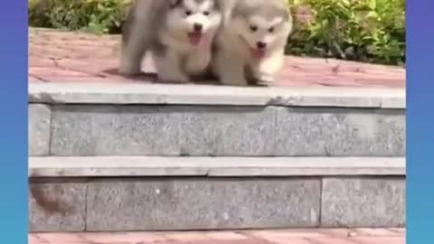 Cute and funny dogs and cats video 😂😂