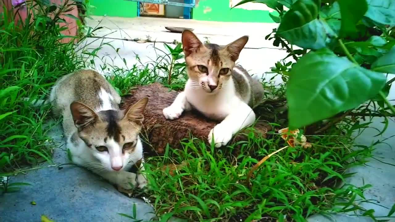 Cat Kitten Relaxing music.