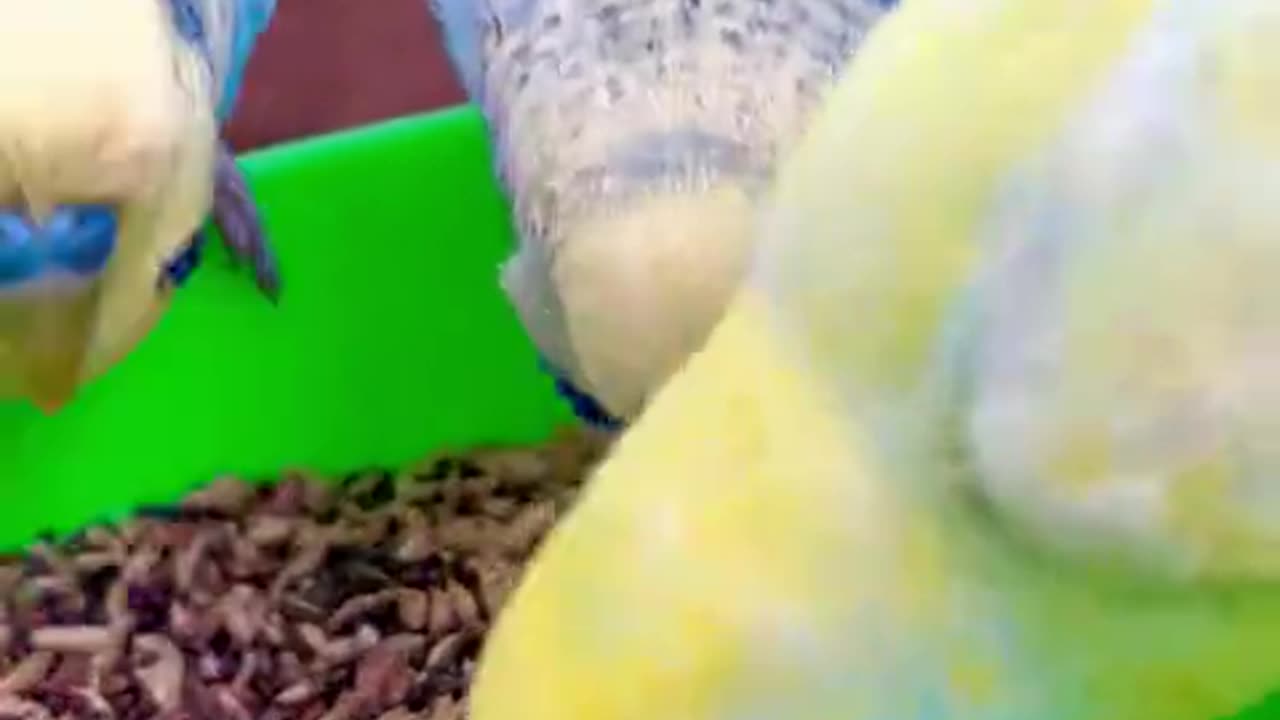 Pink Cockatoo, Budgies, Lovebirds Pairs