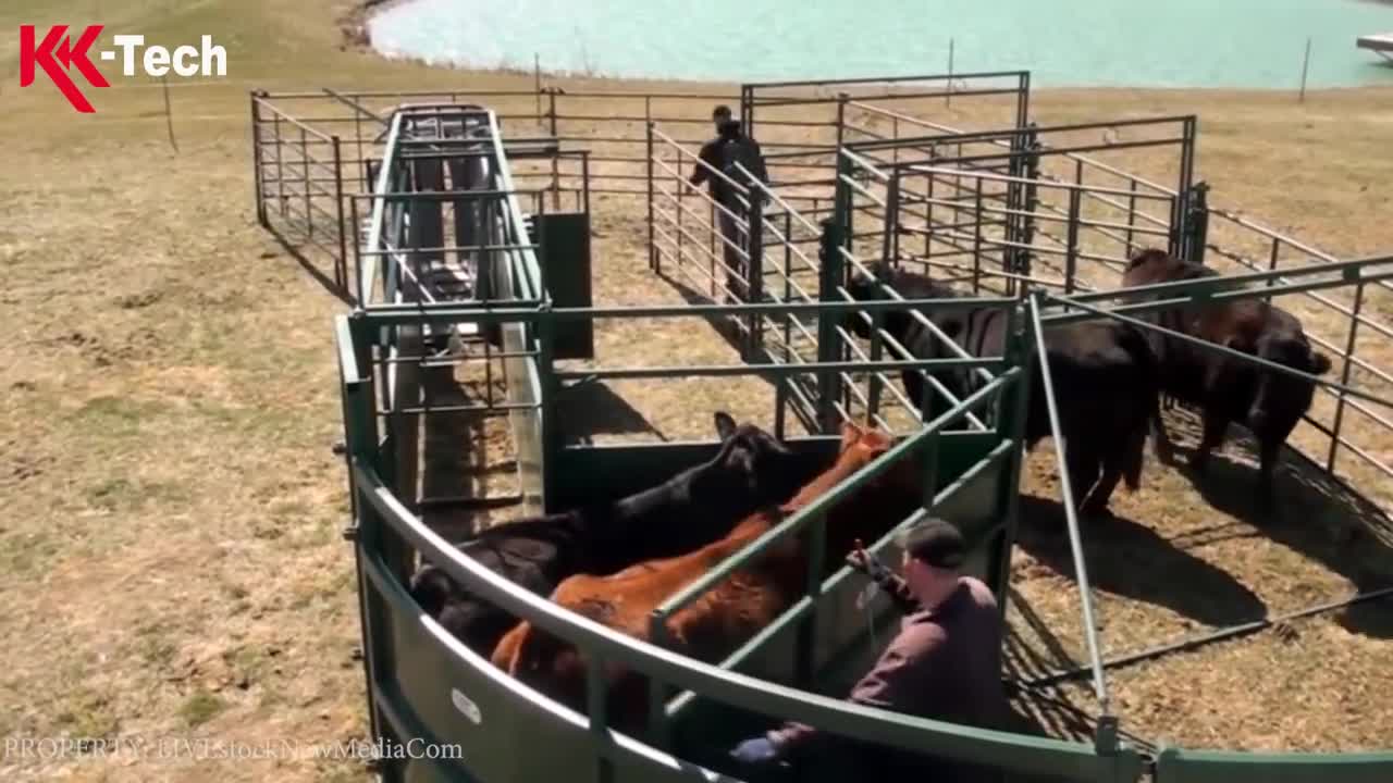 Amazing Modern Farming Cow Technology, Breeding Methods Save for Farm Thousands Dollar