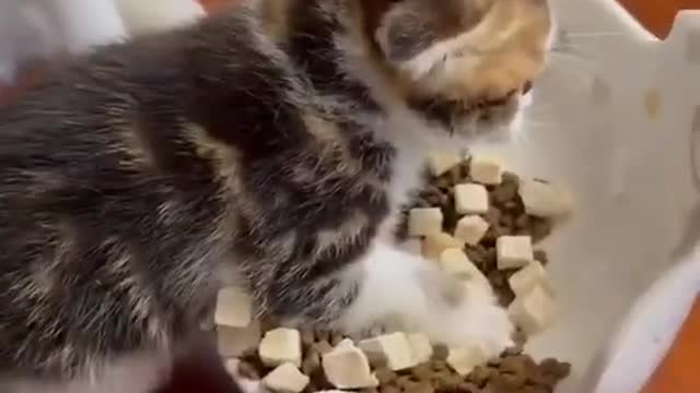 Funniest cats video