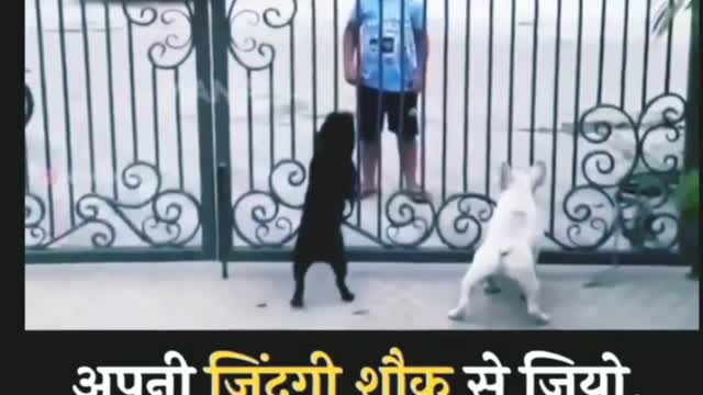 #funnyvideos. #catanddog