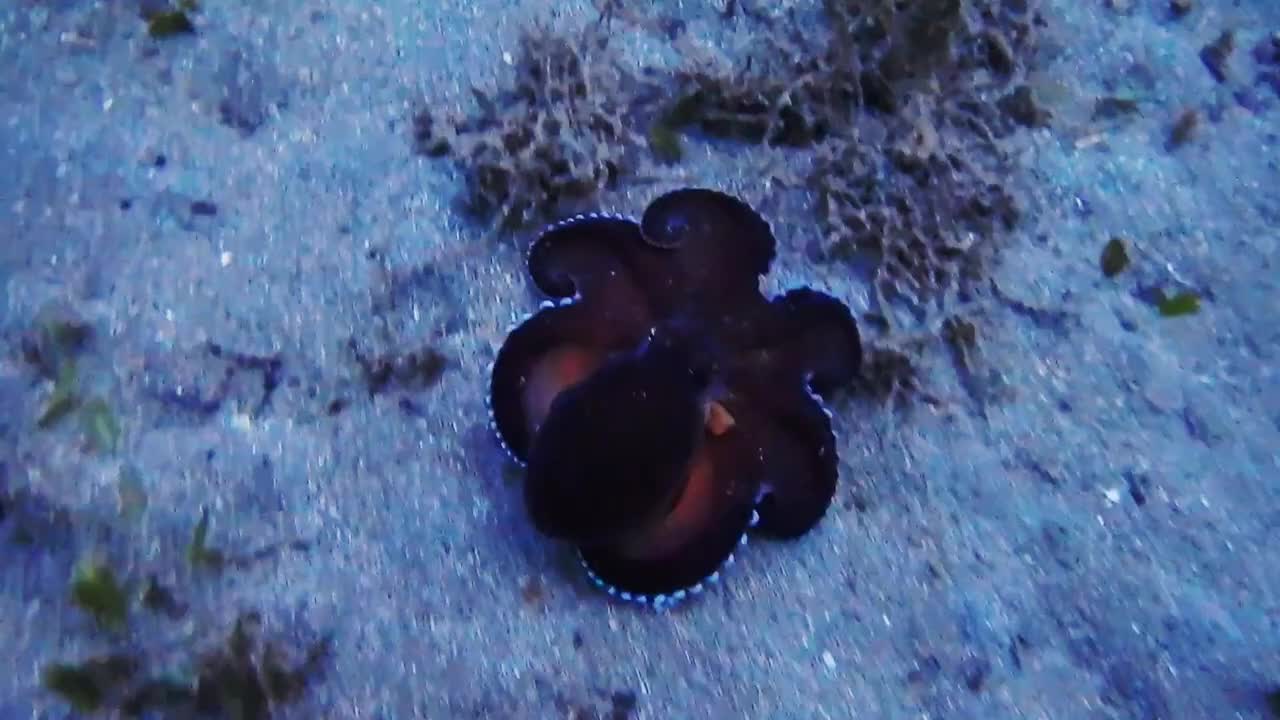 Glowing Sucker Octopus Video