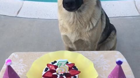 Dog with birthday cake and owners singing happy birthday