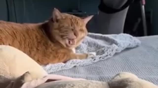 Amazing Funny Cute Cats Viral Clips😹 #funny Cute Cats #shorts Video😂 #trending #animals