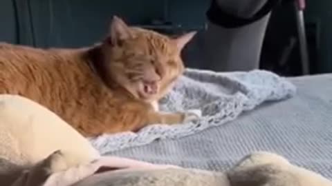 Amazing Funny Cute Cats Viral Clips😹 #funny Cute Cats #shorts Video😂 #trending #animals