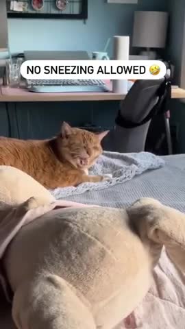 Amazing Funny Cute Cats Viral Clips😹 #funny Cute Cats #shorts Video😂 #trending #animals