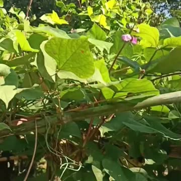 Cultivation of winter vegetables in the village