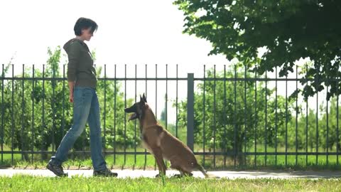 🐕 Basic Dog Training – TOP 10 Essential Commands Every Dog Should Know!