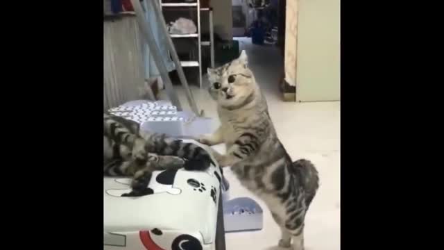 Daily cat video - 12