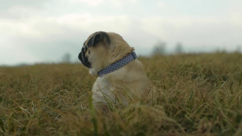 Cute puppies that will make you happy