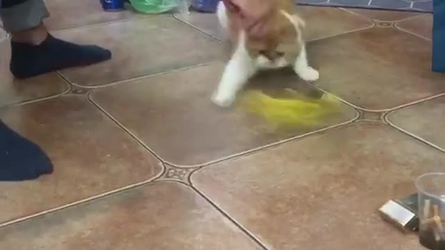 boxer Kung fu cat，