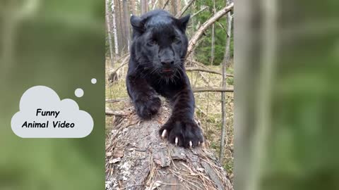 Funny Animal Collections