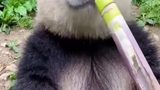 [HeeX_TV] Funny Animals 34